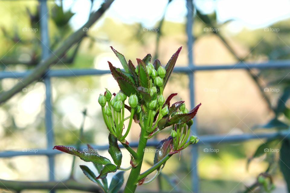 First buds of spring