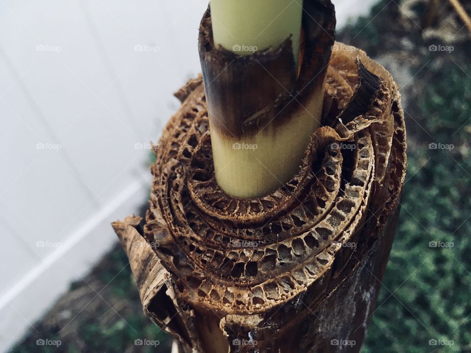 Banana tree core