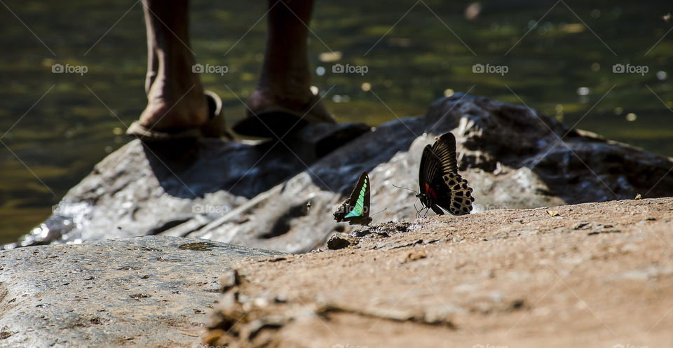 butterfly enjoying waterfall