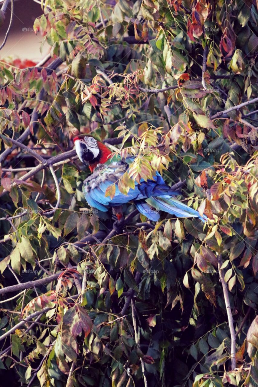 Macaw parrot in tree 