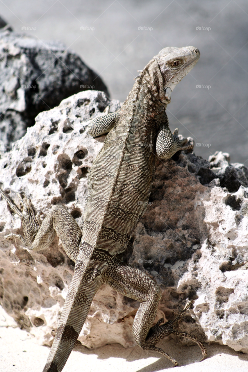 Iguana