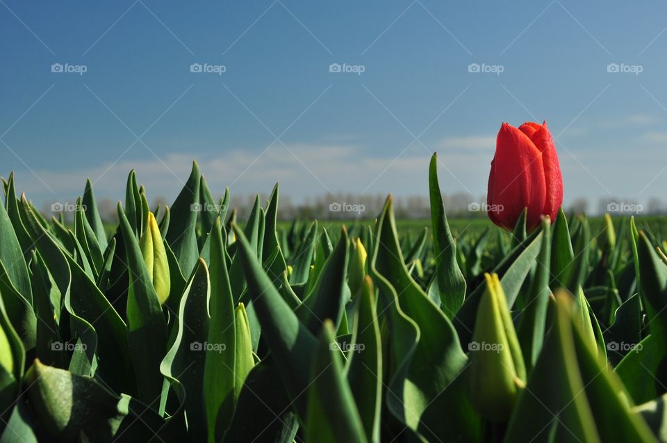 Tulip click