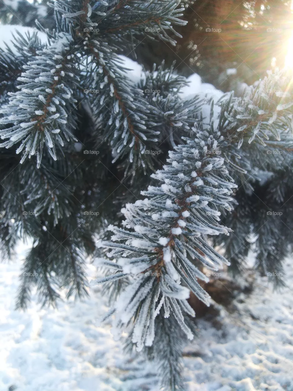tree. winter