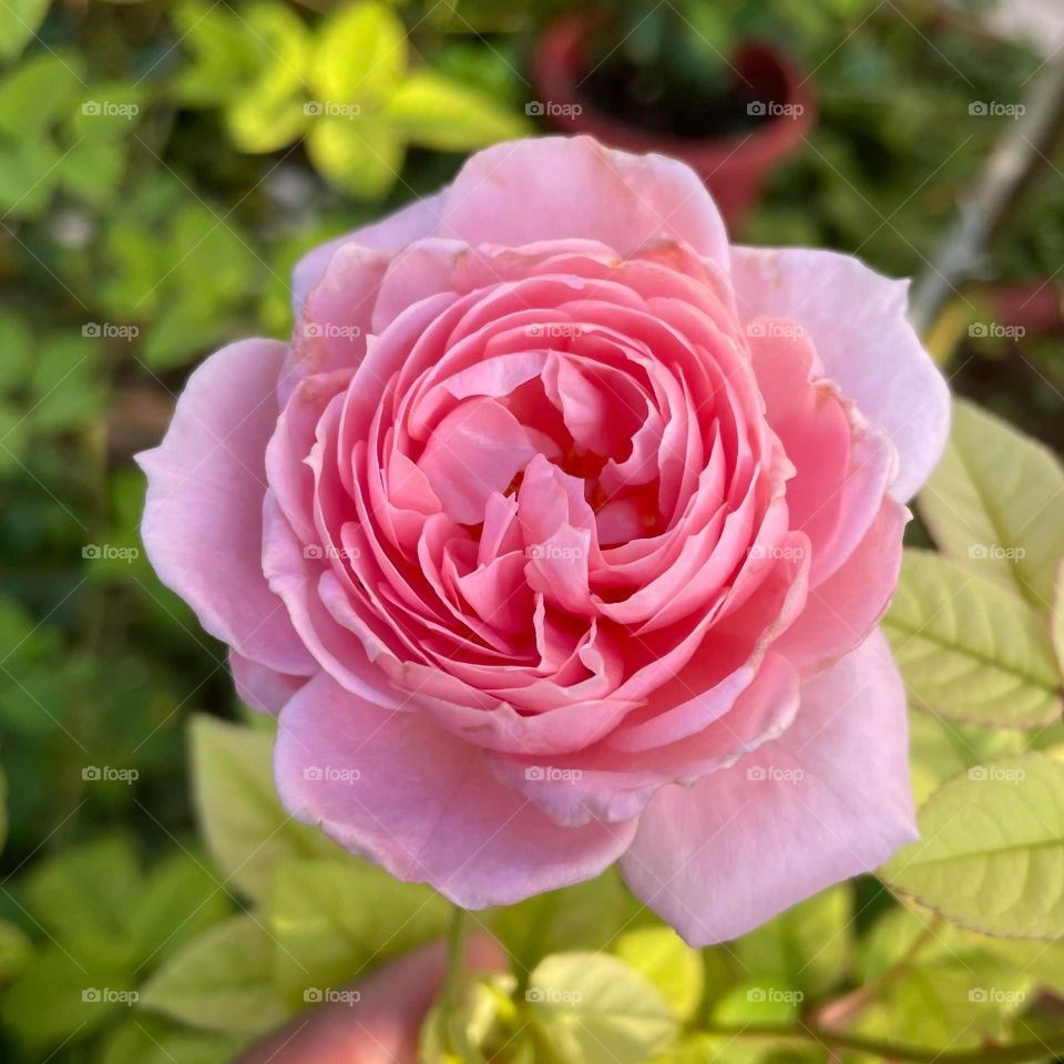 Beautiful flowers in bloom