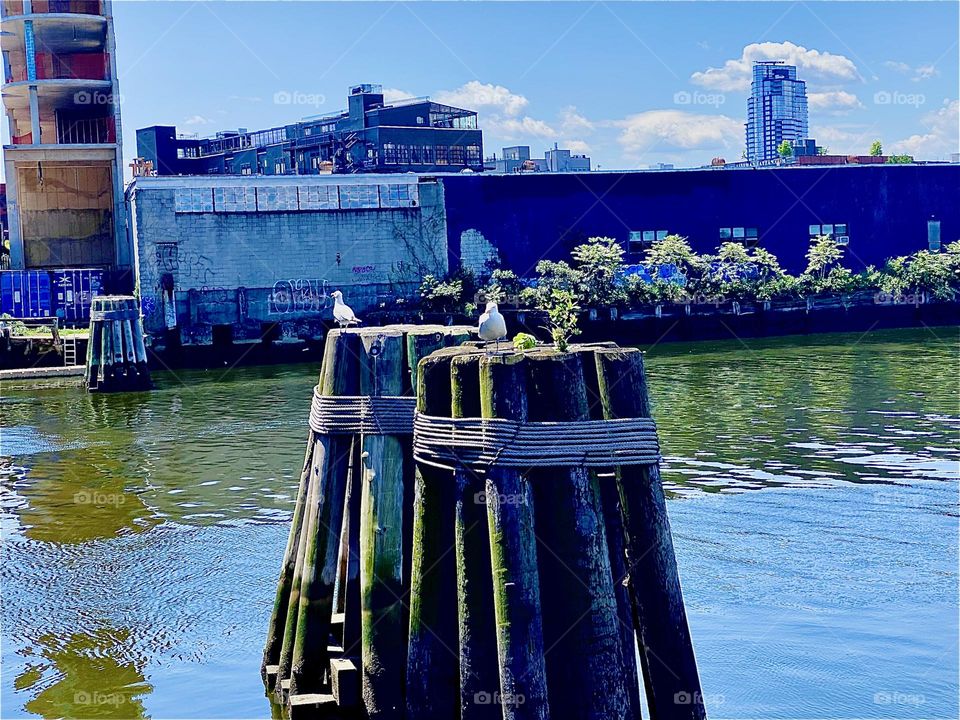 A white type of sea bird, probably a seagull has been visiting „Newtown Creek“ by the „Pulaski Bridge“ in LIC, Queens so I immediately snapped a picture. 2023. Hypnotic Productions