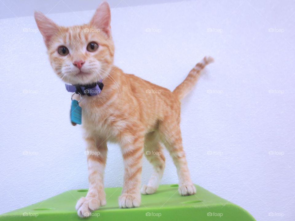 Orange tabby