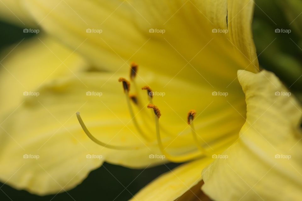 Daylily 