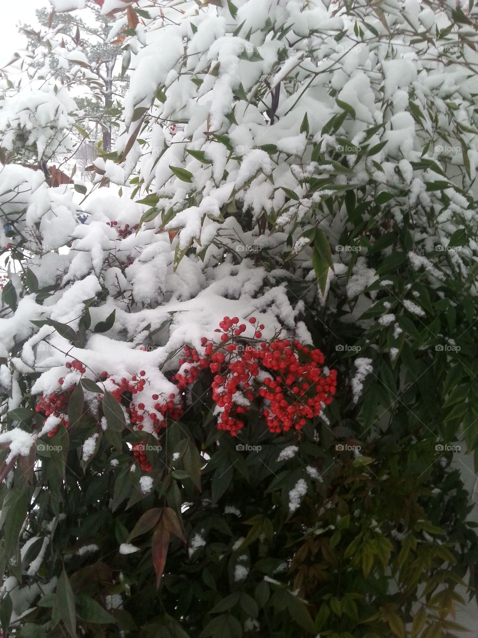 red snow berries