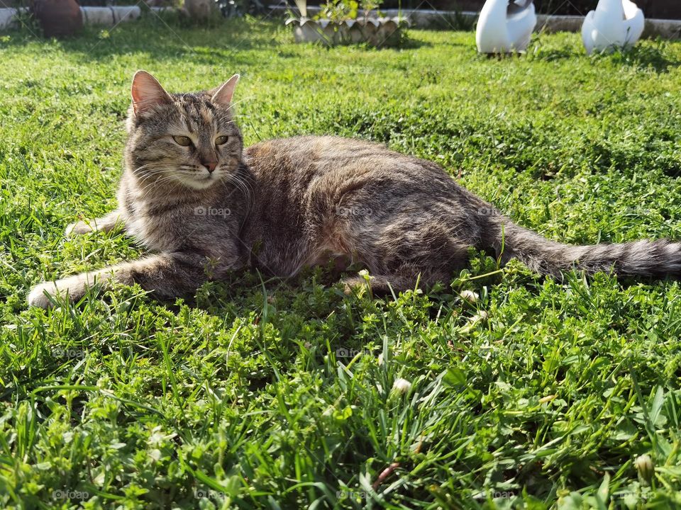 Cat enjoys the sun