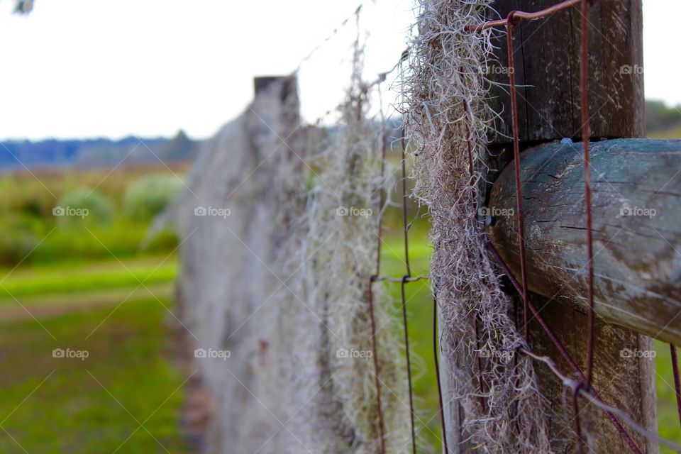 Spanish Moss covering a field fence