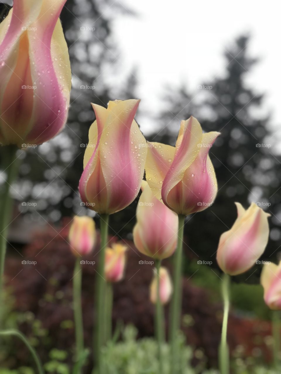 Oregon rain causes for beautiful flowers 