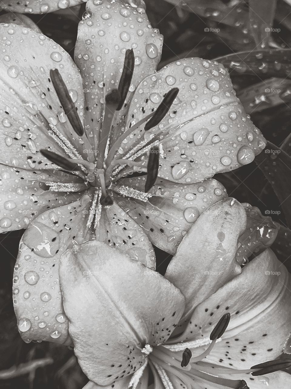 Black and white picture of flowers 