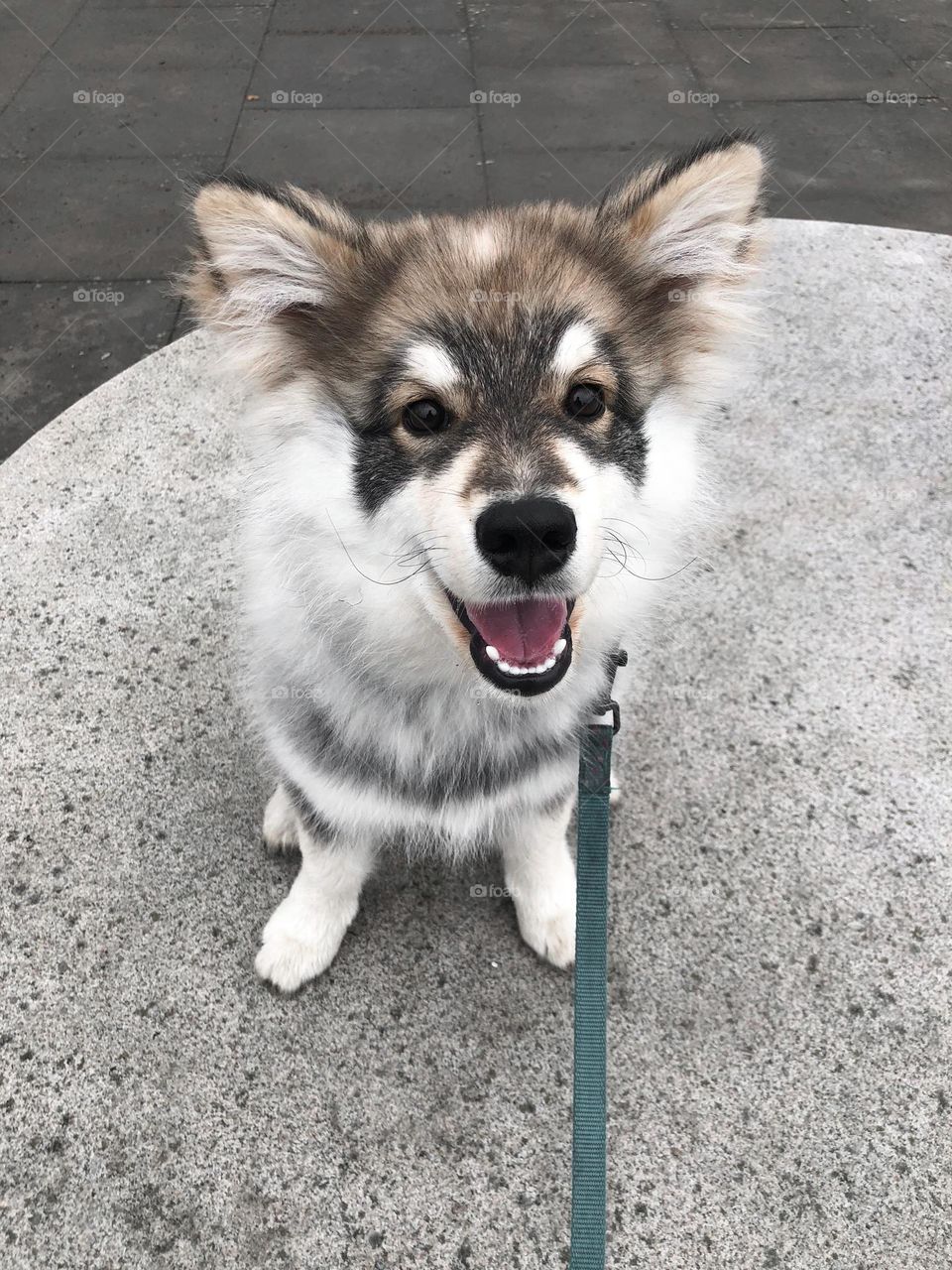 Portrait of a young Finnish Lapphund puppy dog