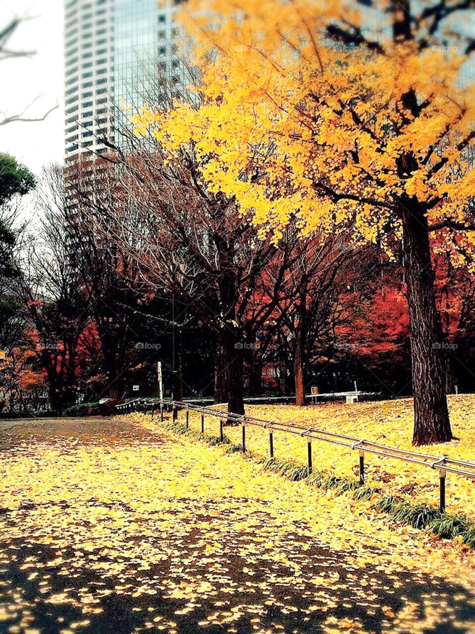 autumn fall its leaves in Tokyo