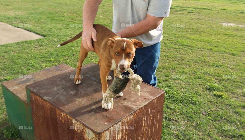 A man petting on his Catahoula pit bull terrier mix puppy dog with a rope bone in her mouth