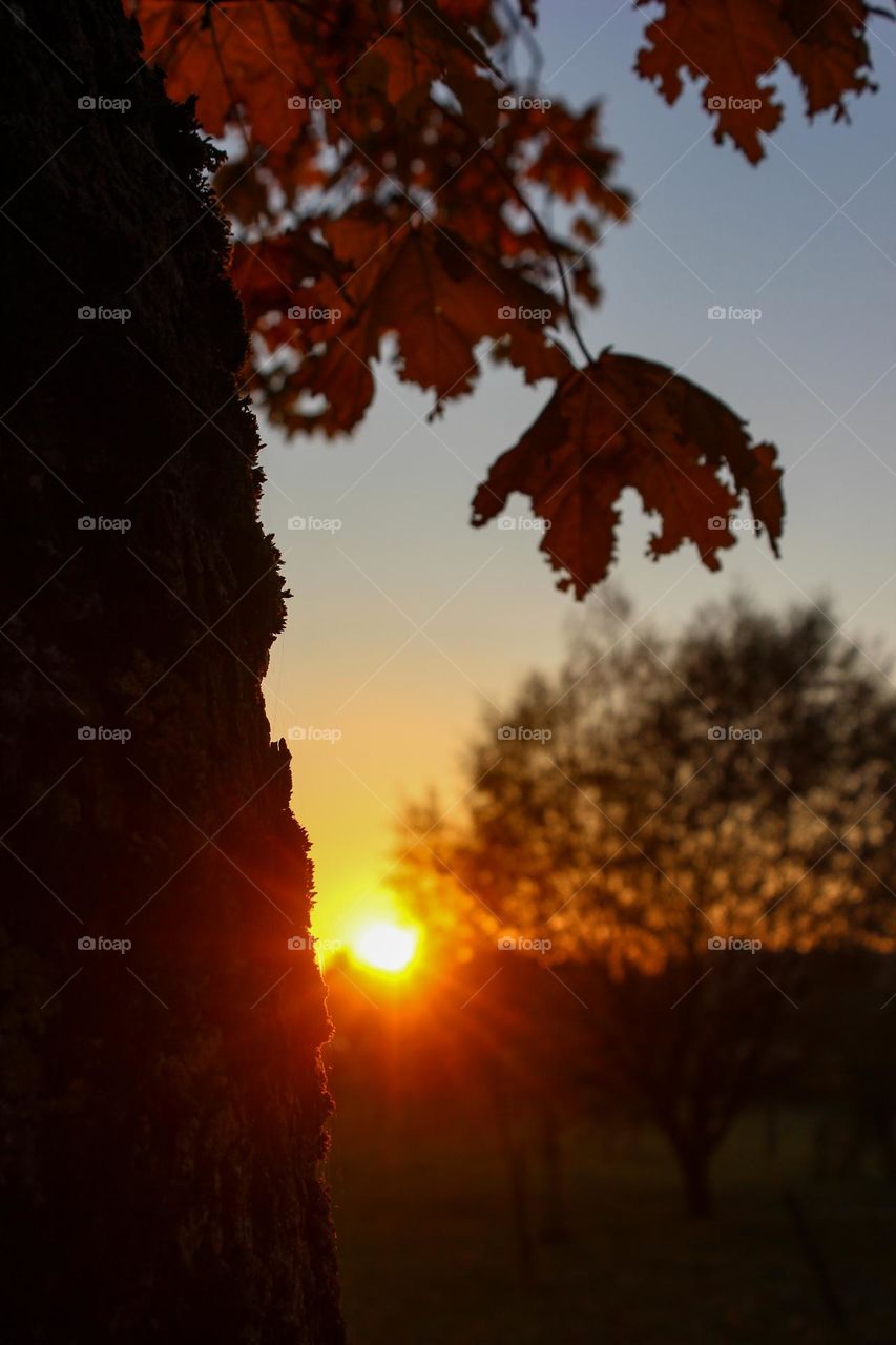 Autumn sunset. The sun, a tree trunk and a yellow leaf.