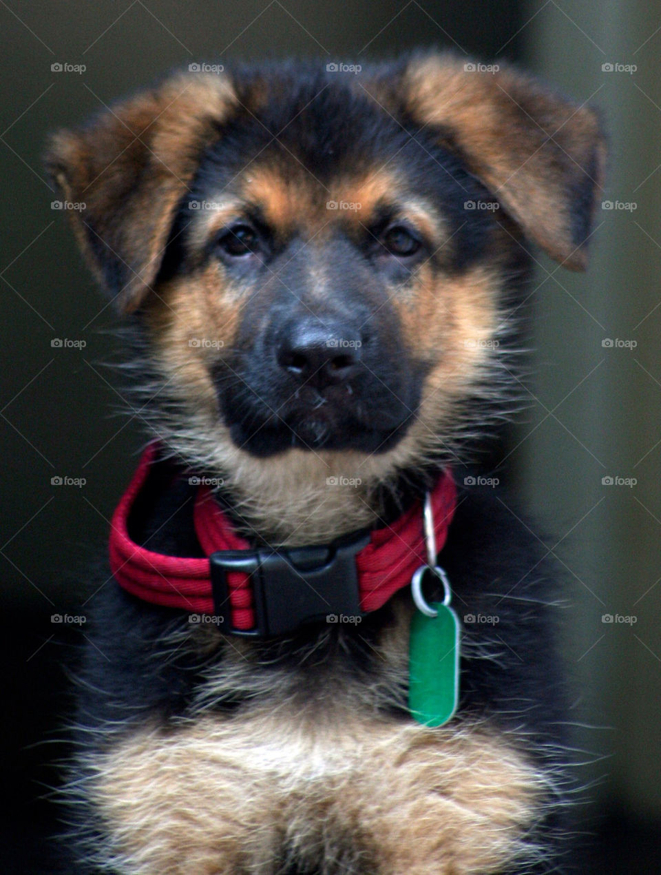 german shepherd dog puppy
