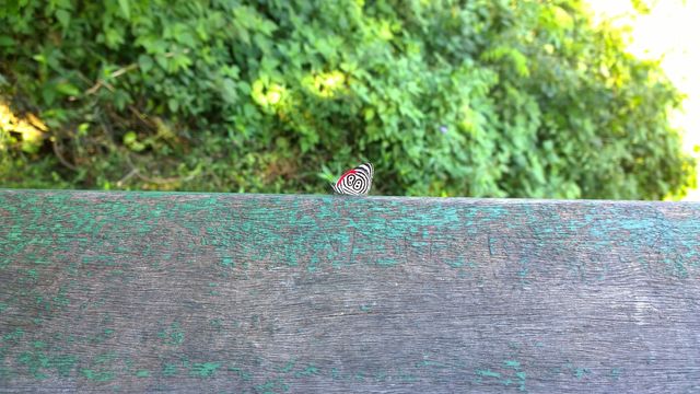 Borboleta 88