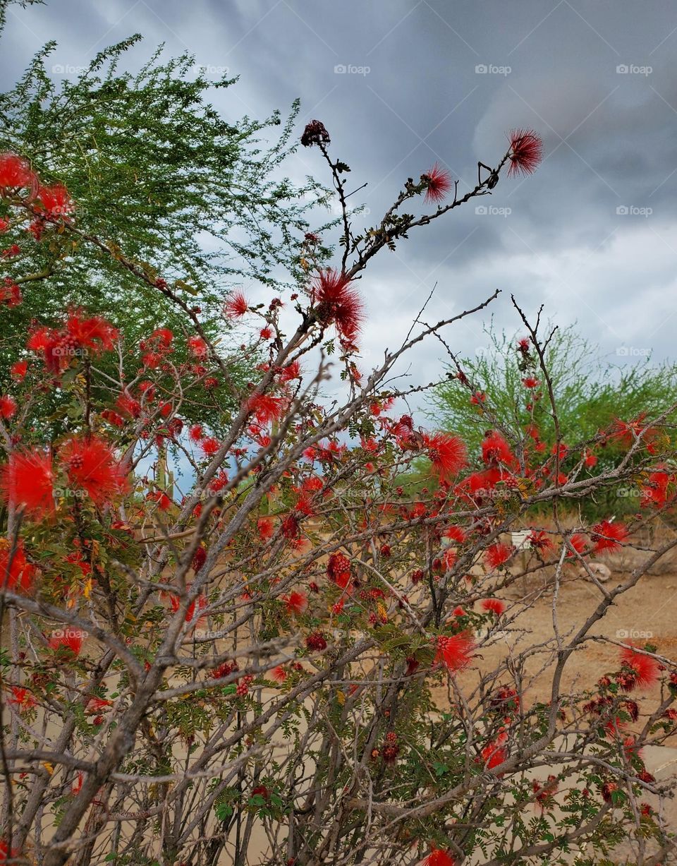 Bottle Brush Shrub in Arizona