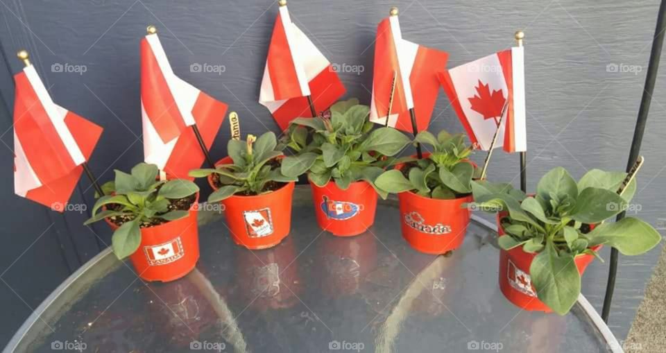 Patriotic petunia plants waiting to celebrate Canada Day.