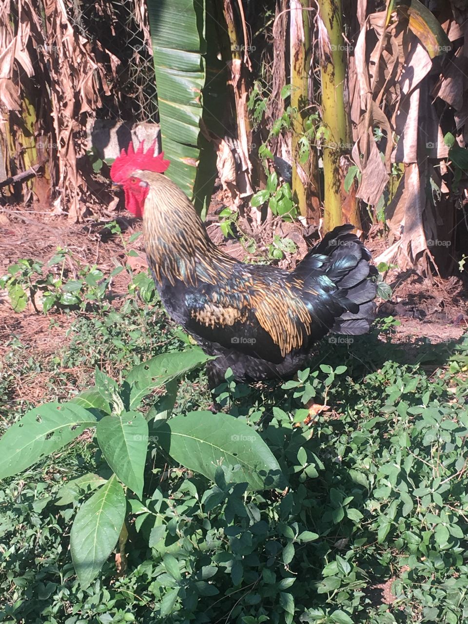 O Galo do meu sogro está fazendo pose para a foto. O bicho, ou melhor, a ave, é bem brava!