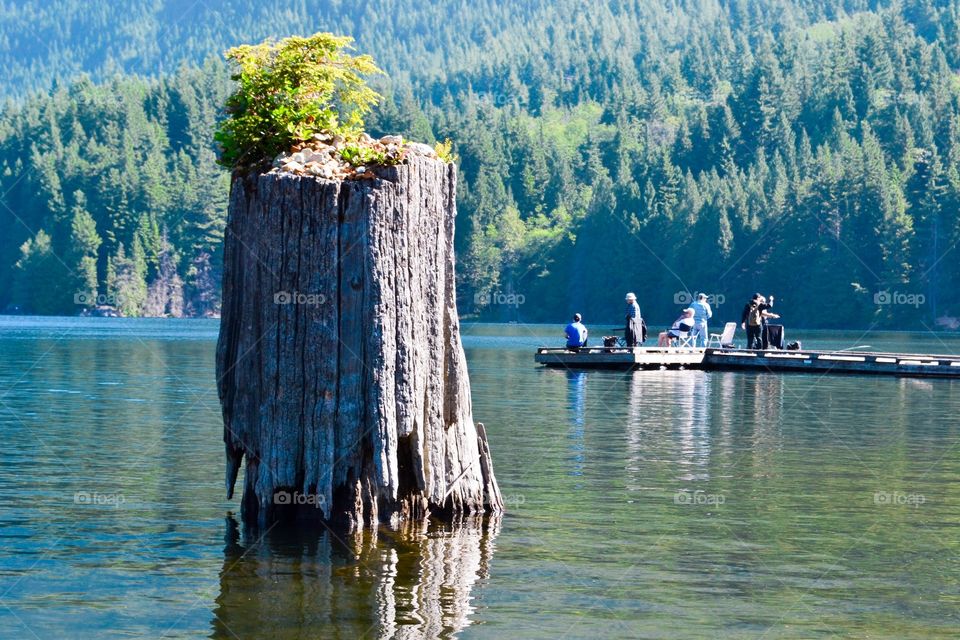 Old growth forest stump in Canadian rainforest water reservoir lake, Buntzen lake near Vancouver, location set for many m Hollywood movies as well. 