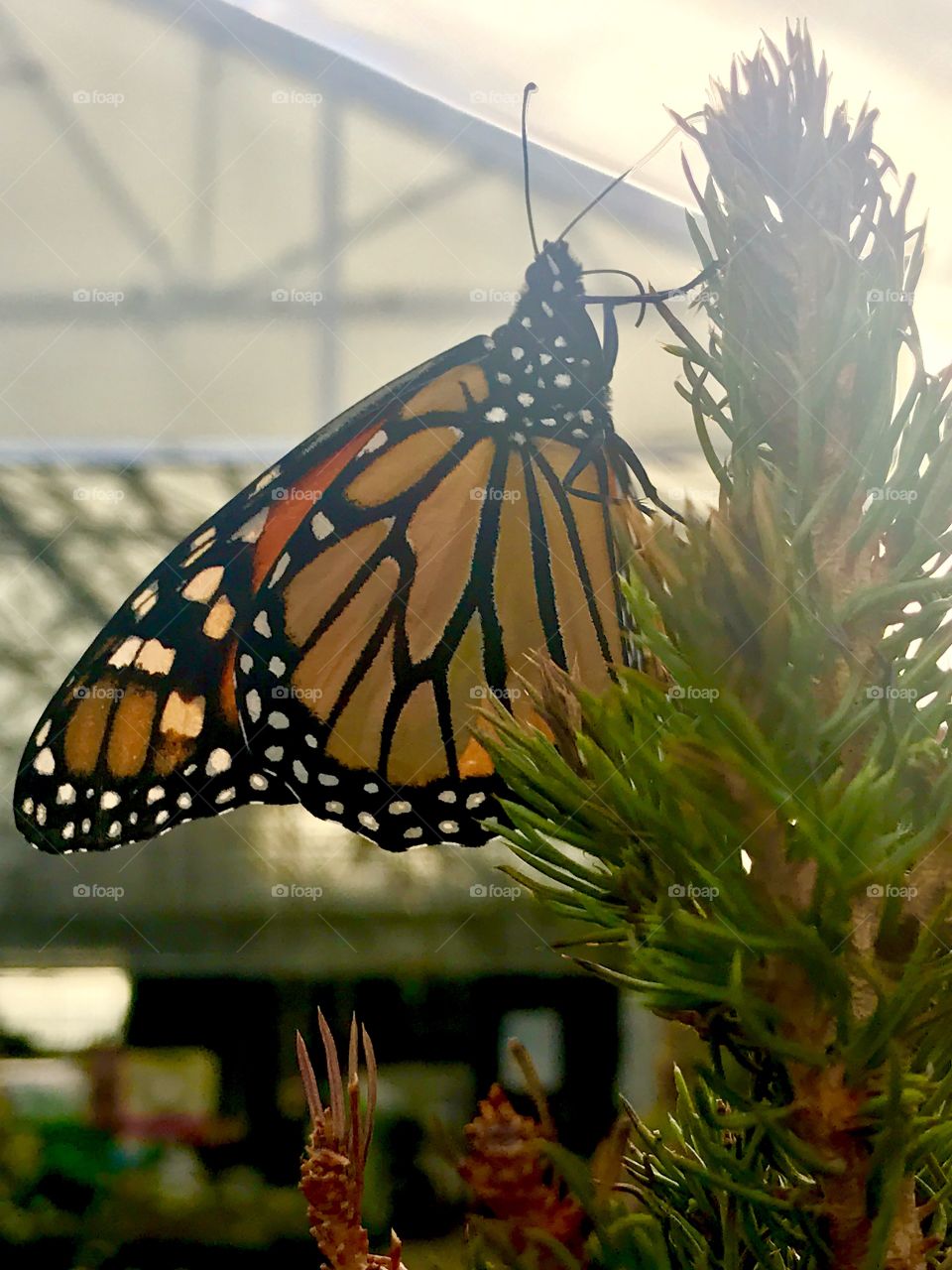 A Monarch Butterfly