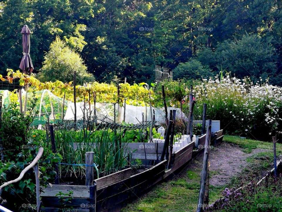 Allotment garden