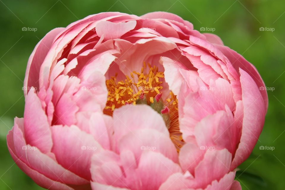 Summer memories. Pion.