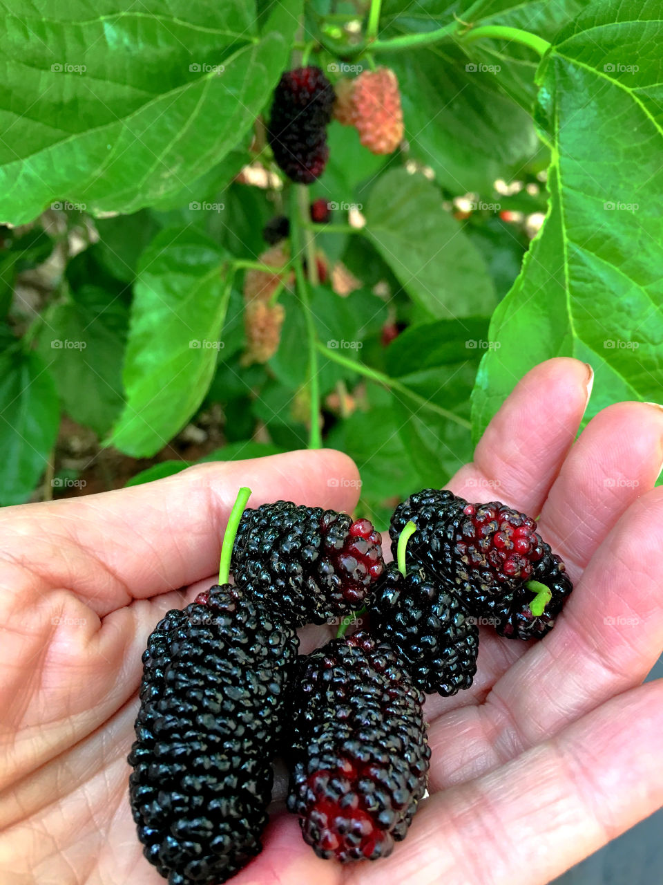 Human hand holding a handful of ripe juicy giant organic mulberries in front of mulberry tree, super power food, globe shape, healthy nutritious full of antioxidants