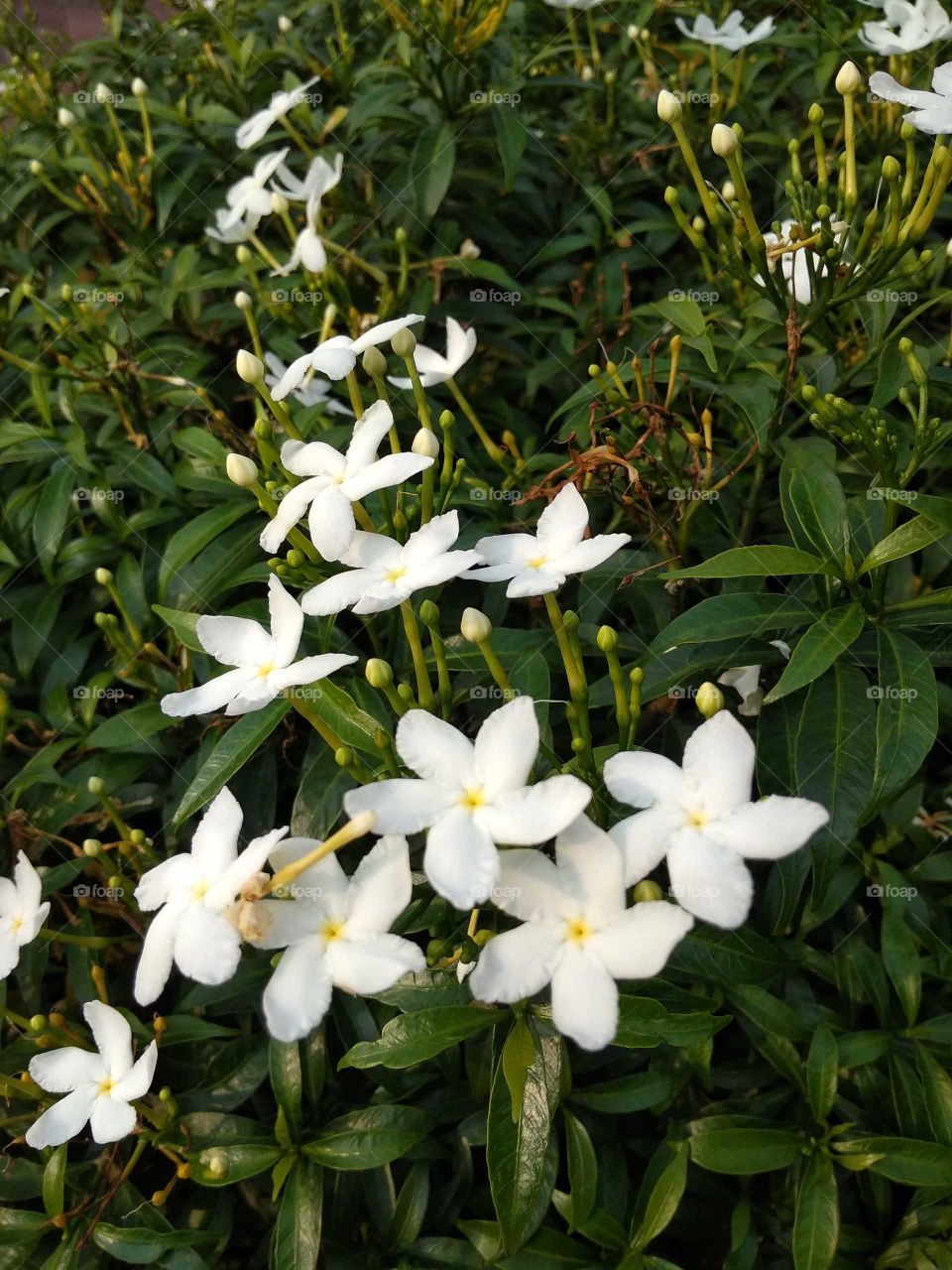 flower garden in nature