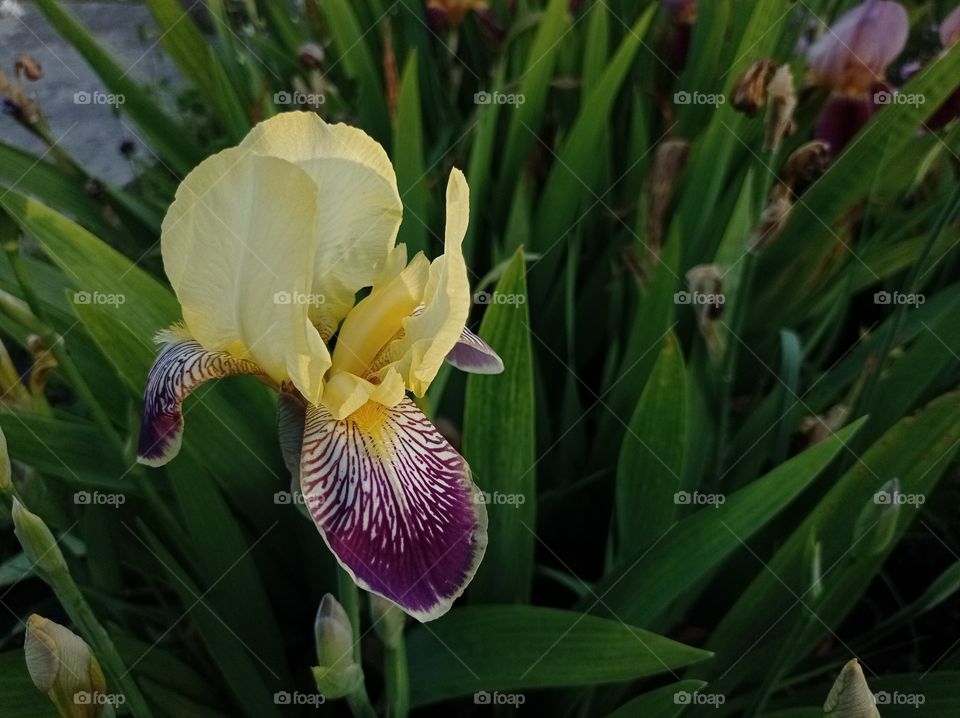 Yellow-purple iris flower. Garden.