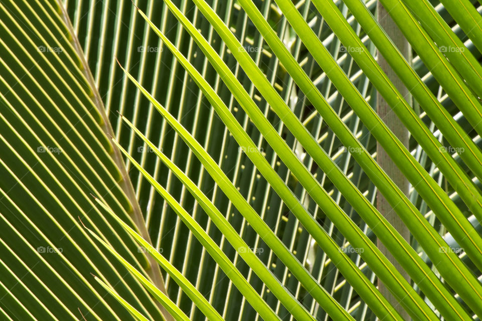 green pattern palm leaf by shotmaker