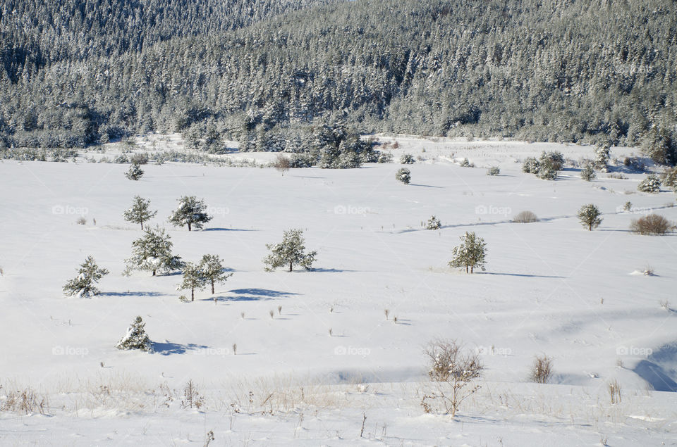 Winter landscape