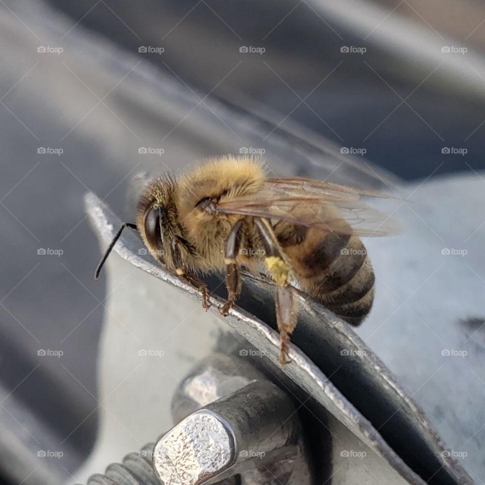 honeybee landed on my beekeeping equipment. close up of a bee, bee chillin, bee landing