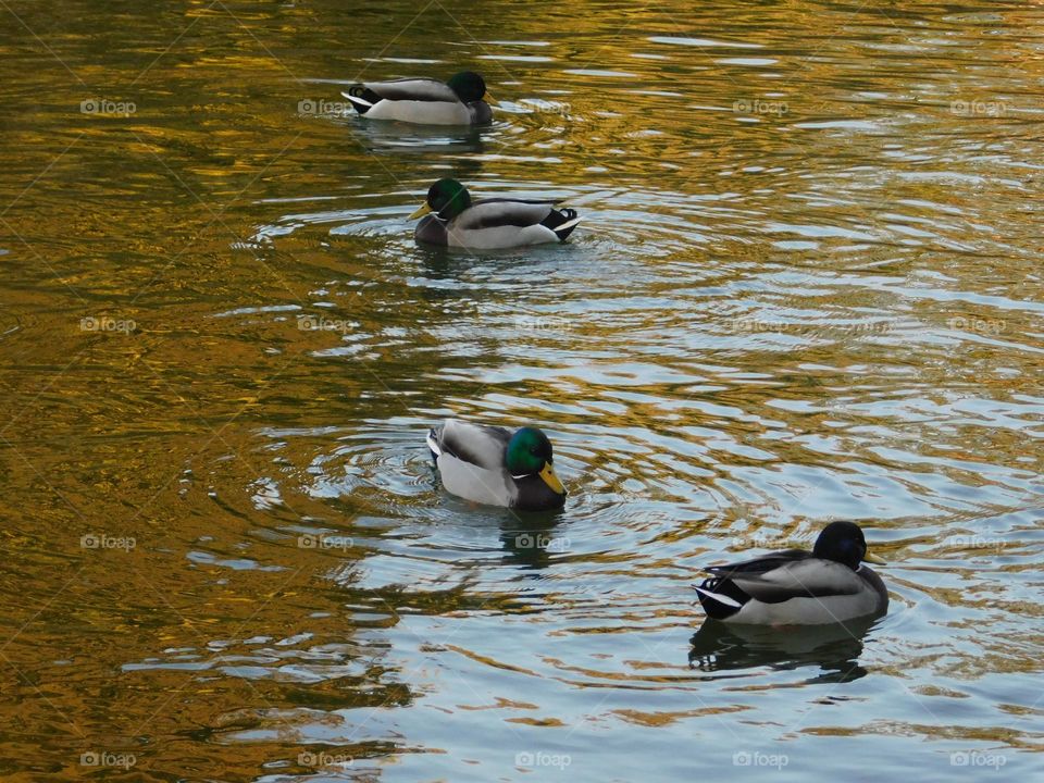 Ducks on a lake