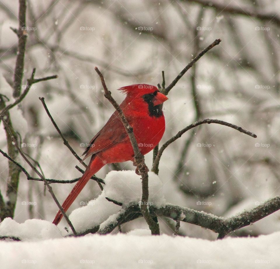 Beautiful and cute bird