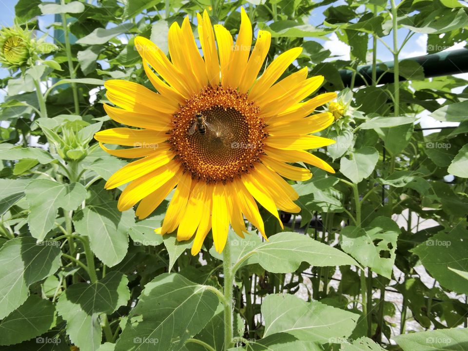 Sunflower with bee