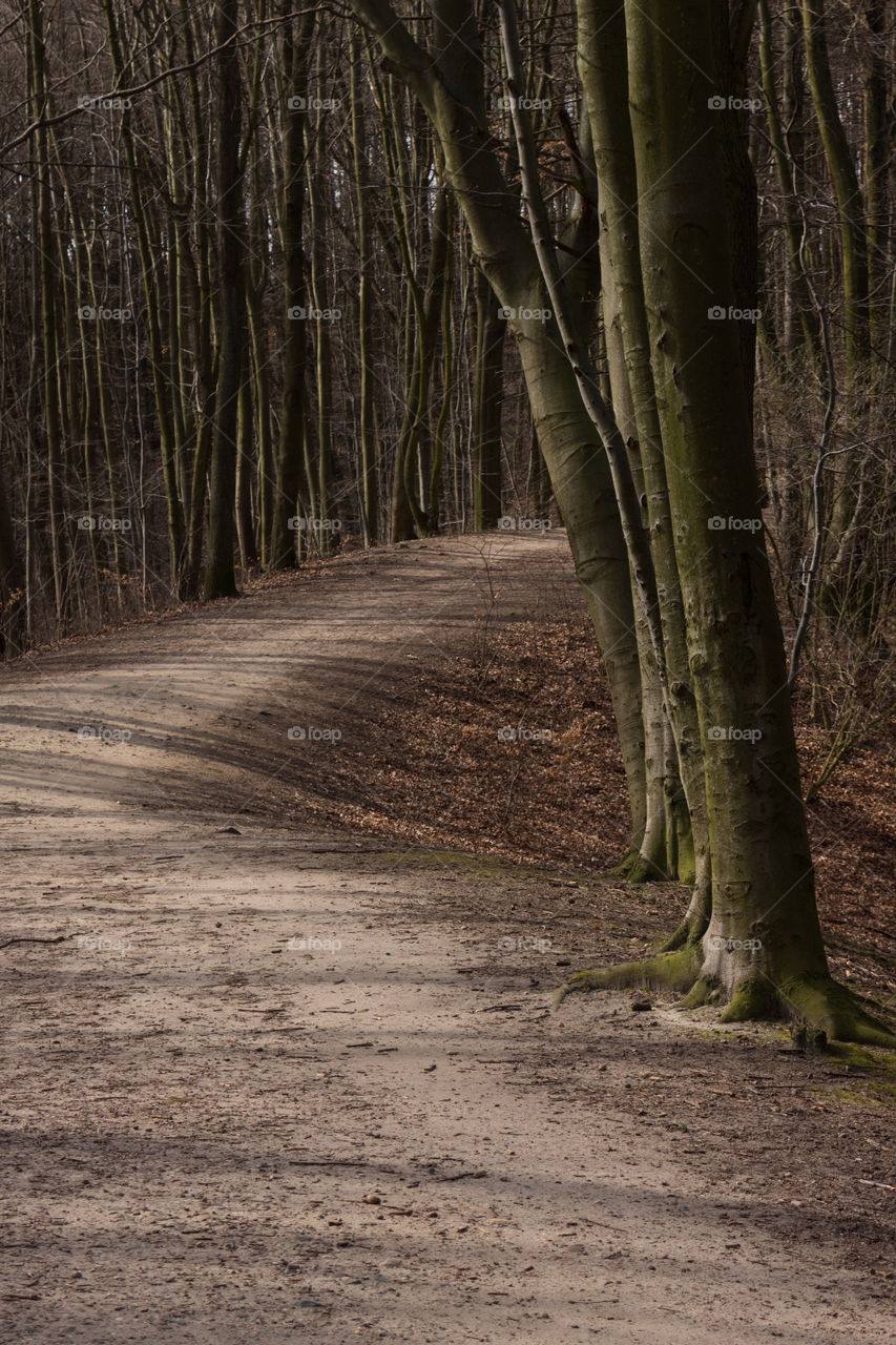 ◐  ❤  Hiking Trail or Nature Trail in the Forest Between Trees
◑  🌳  Spring Park Jaskowa Valley, Gdansk, Poland