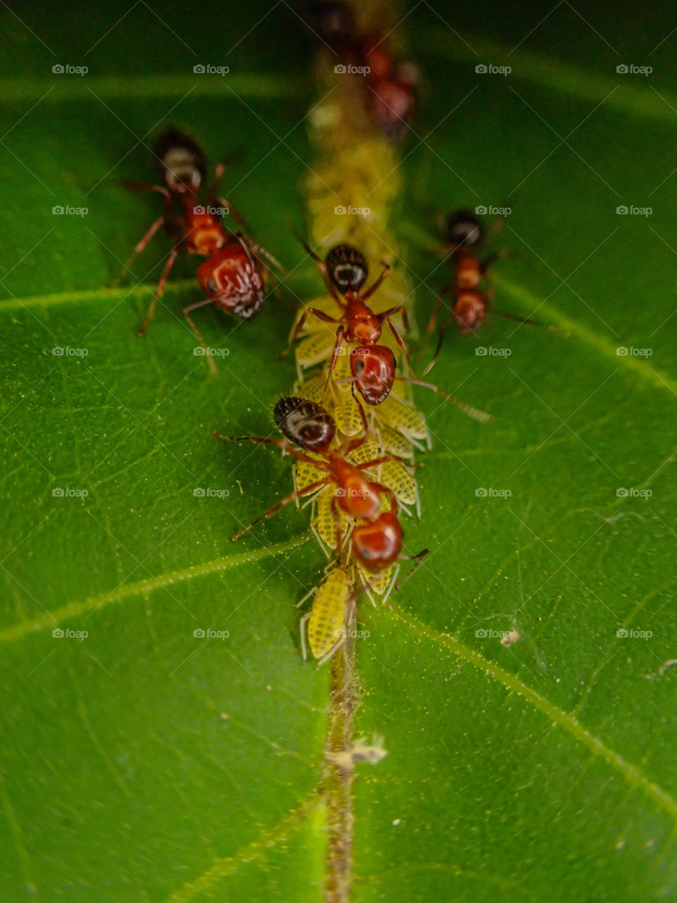 Ants harvesting aphids