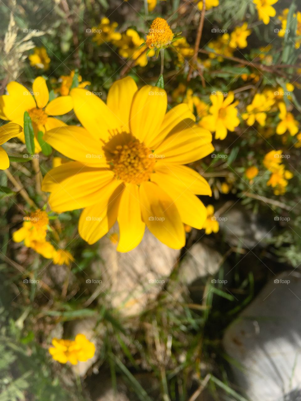 Yellow flower