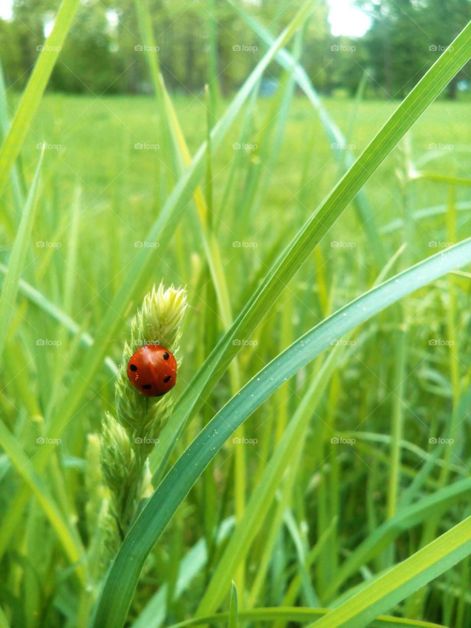 Grass, Growth, Summer, Nature, Flora