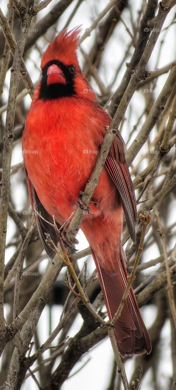 In my Yard Mister Cardinal 
