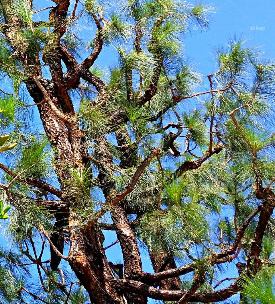 Pine Bark & Pine Needles. Glimpse of blue sky through the branches of the Pine tree.