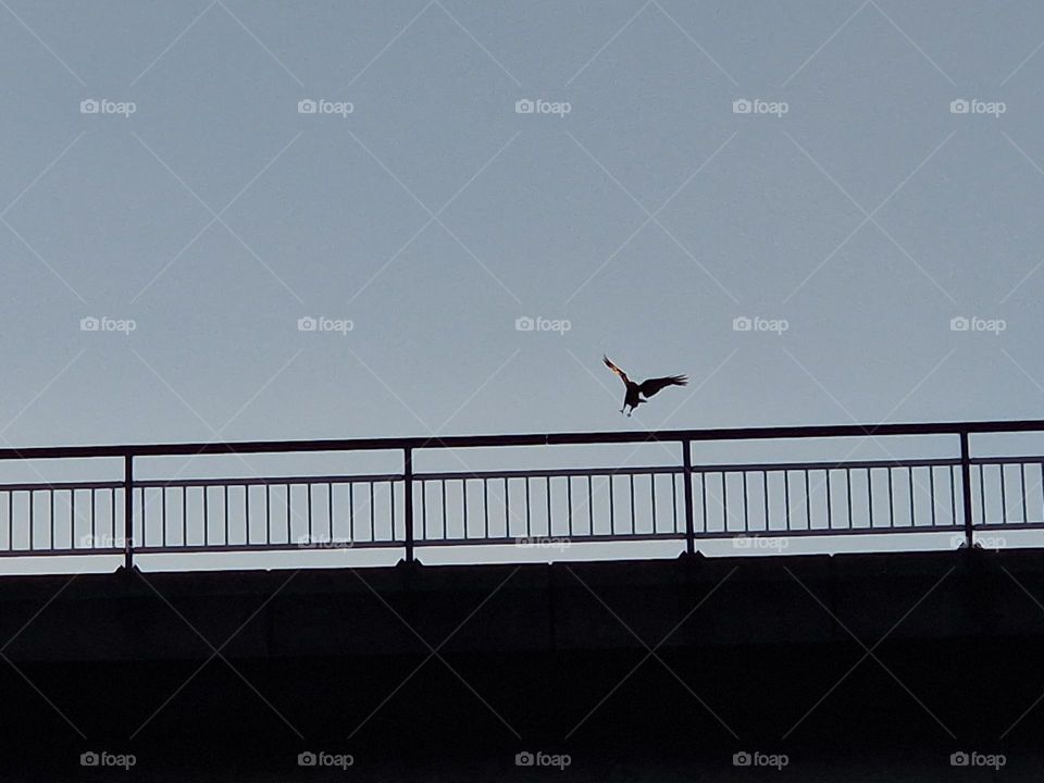 A crow going to land