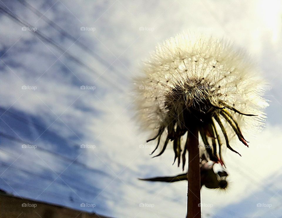 Diente de león