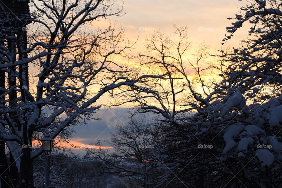 Trees covered with snow in winter