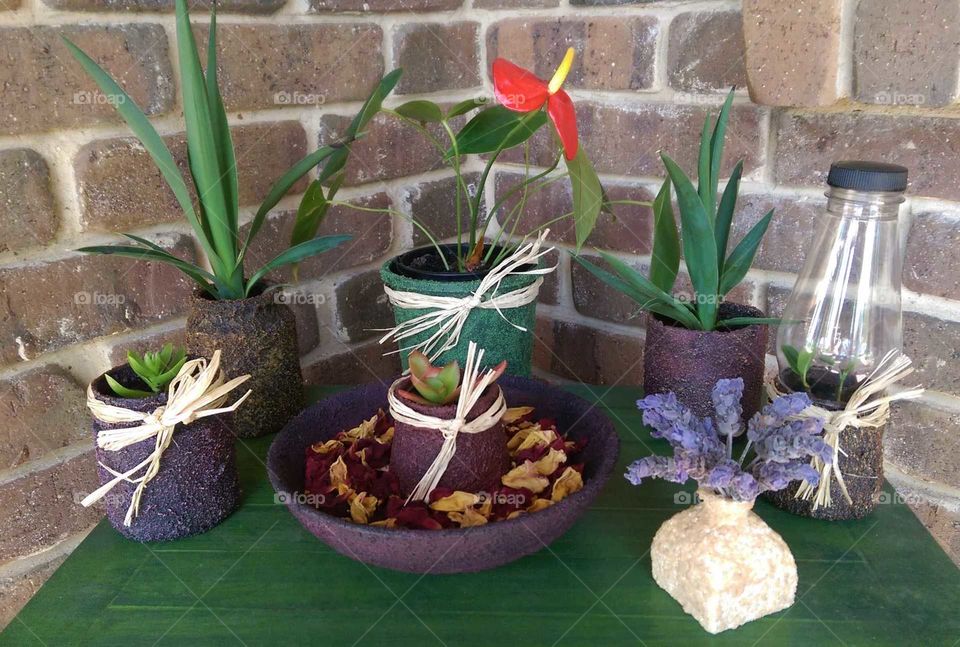 A little piece of my urban garden. Like creating and recycling. Plants are in recycled jam jar, coffee jars and a chipped ceramic bowl with dried rose petals from my garden. I made a little greenhouse from recycled jar and a plastic bottle for cuttings