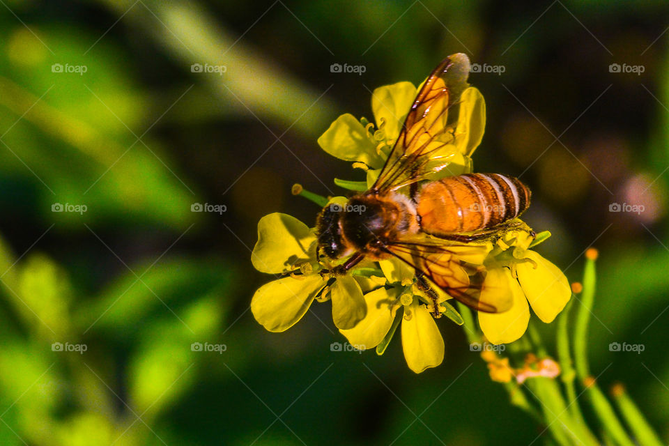 Nature, Insect, Bee, No Person, Flower