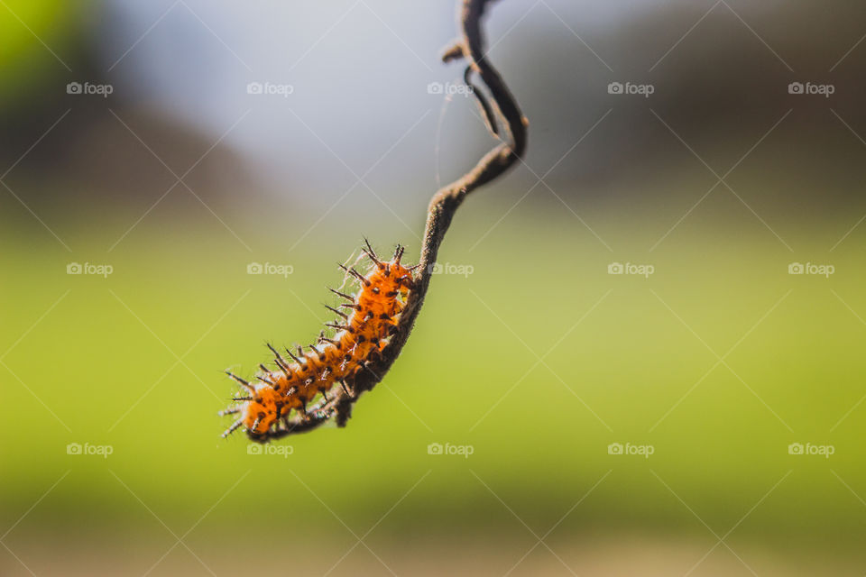 small spikey worm in the sun on a twig